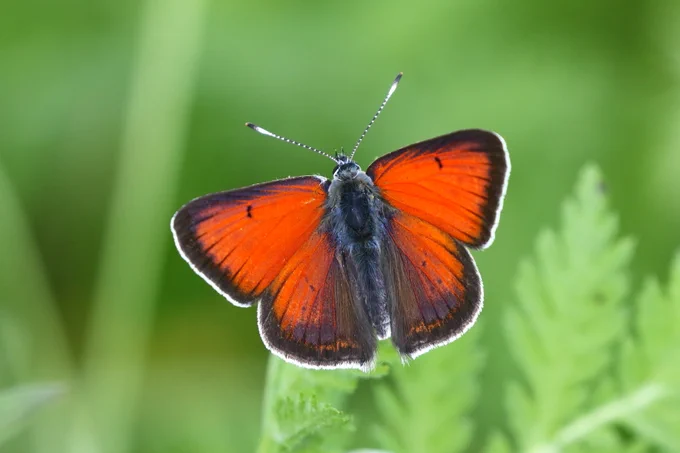 Balkan Copper (Lycaena candens) © János Oláh