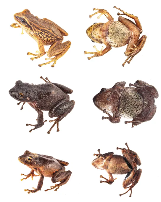 Chávez G, Aznaran W, Wong I, Victoriano-Cigüeñas KY, García-Ayachi LA, Valencia-Málaga JD, Ormeño JR, Gulman M, Sumiano-Mejía R, Thompson ME, Catenazzi A (2025) Over the top: Three new species of terrestrial breeding frogs (Anura, Terrarana, 𝑃𝑟𝑖𝑠𝑡𝑖𝑚𝑎𝑛𝑡𝑖𝑠) from the highlands of the Cordillera de Huancabamba, northwestern Peru. Evolutionary Systematics 9(1): 145-166. https://doi.org/10.3897/evolsyst.9.148522