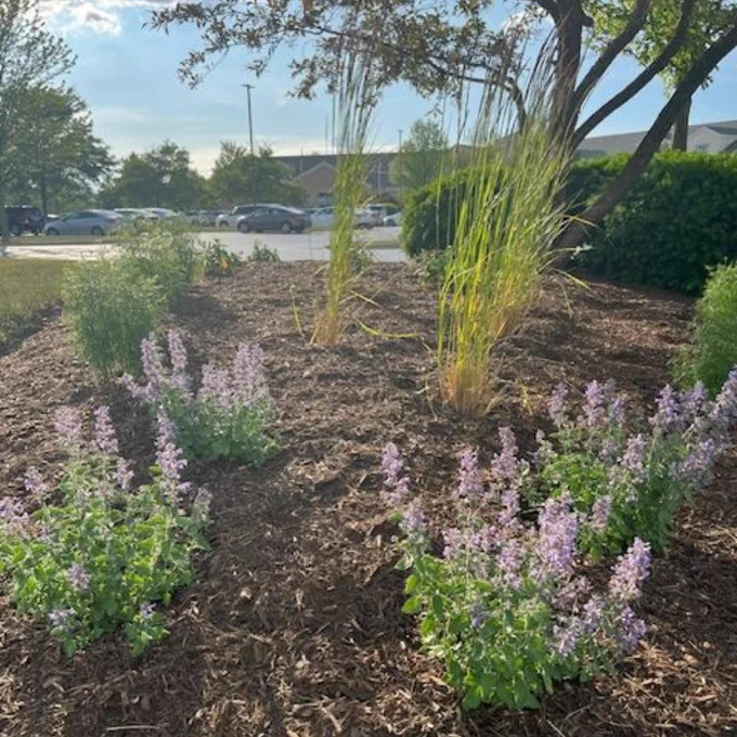 Image of plants at the library's entrance