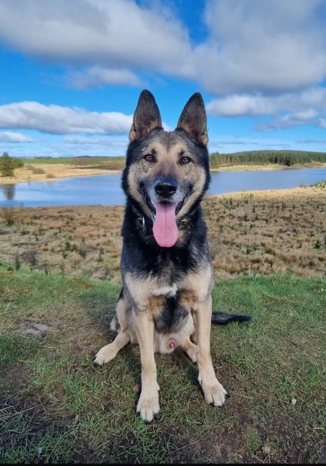 PD Bo, a black & tan German Shepherd is sitting facing the camera with his tongue out. He is sitting on some grass and behind him is some marshland, water, trees and a blue sky with white clouds.