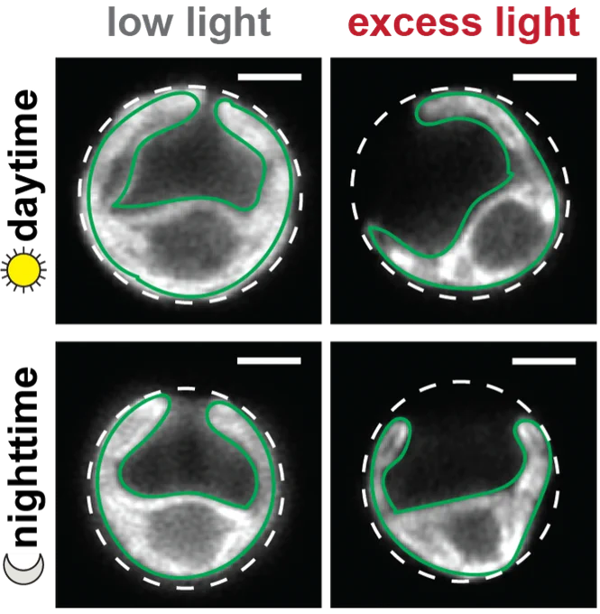 Airyscan microscopy of chlorophyll fluorescence in Chlamy cells acclimated to diurnal low light or excess light taken in the daytime or the nighttime. The cells are outlined with a dotted white line, each containing a single cup-shaped chloroplast, which is outlined in green.