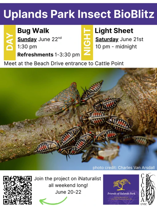 Uplands Park Insect BioBlitz 

Day: Bug Walk Sunday June 22nd, 1:30 pm Refreshments 1-3:30 pm 

Night: Light Sheet Saturday June 21st, 10 pm - midnight 

Meet at the Beach Drive entrance to Cattle Point 

Image of a treehopper adults and nymphs photo credit: Charles Van Arsdall 

Join the project on iNaturalist all weekend long! June 20-22 
QR code linking to https://www.inaturalist.org/projects/uplands-park-insect-bioblitz-june-2025 

Logo for Friends of Uplands Park 
Logo for CICADA UVIC