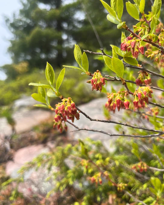 A close up of a budding black huckleberry plant.