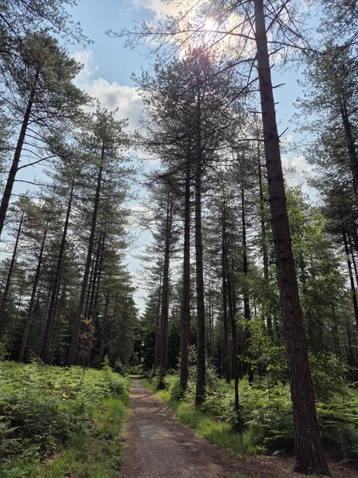 A photo of trees