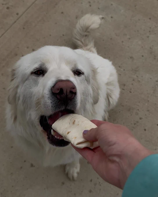 a great pyrenees opens his mouth to accept a breakfast burrito from his person.