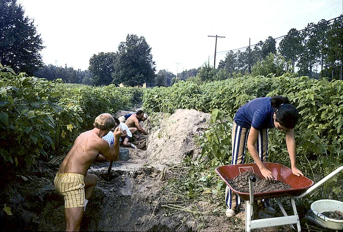 a vintage photo of what looks like the 1970s of several people digging a deep trench in a field between leafy crops