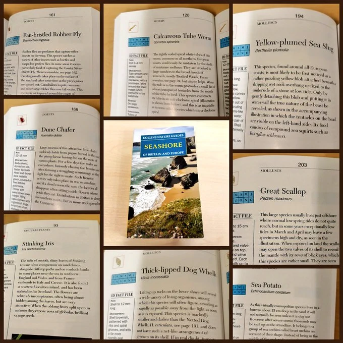 Entries from Collins Nature Guide to the Seashore. The entries are:
Fan-bristled Robber Fly, Calcareous Tube Worm, Yellow-plumed Sea Slug, Dune Chafer, Great Scallop, Stinking Iris, Thick-lipped Dog Whelk and Sea Potato