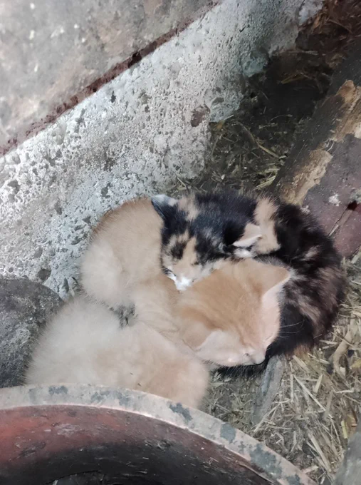 3 baby cats, 2 are red, one is three colored. All are sleeping.