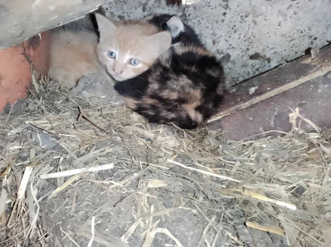 3 baby cats, 2 are red, one is three colored. 2 are sleeping, one is awake.