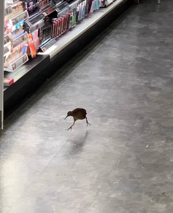 Kiwi bird running through the makeup aisle of a store.
