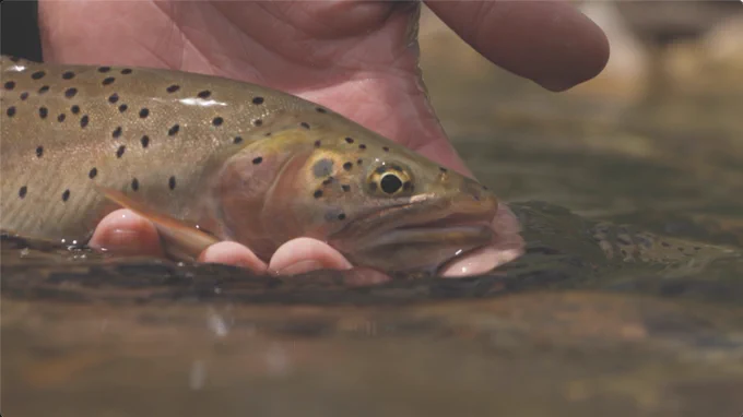 A hand holding a trout partially under flowing water. 