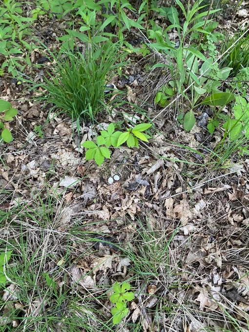 Eastern whip-poor-will nest with two white eggs on leaf litter