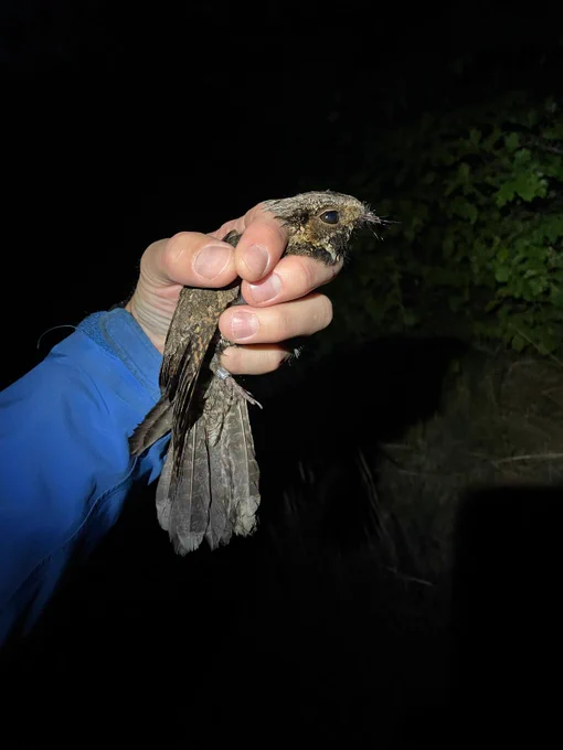 Female Eastern whip-poor-will in the hand