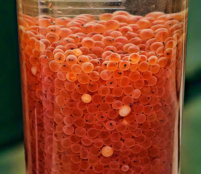 Hundreds of orange-colored fish eggs with little black circles. (eyes)