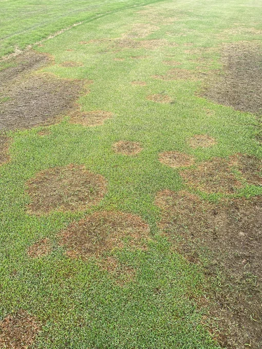 Brown circles covering a green lawn.