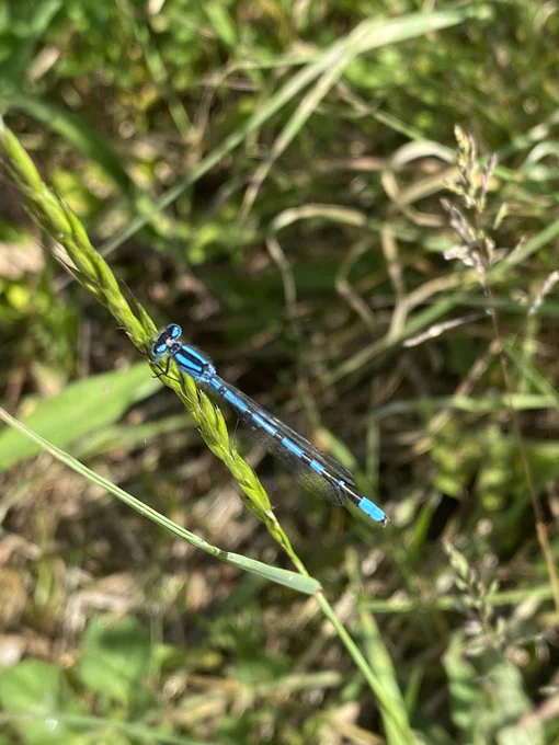 A Common Blue Damselfly that features on the board and one as seen this morning by the Hill Holt Wood CountrysideNK Ranger