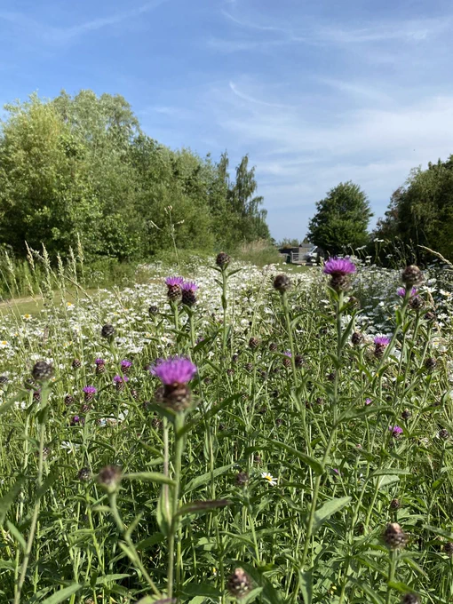 Magenta coloured Common Knapweed against a backdrop of Oxeye Daisy that features on the board and as seen by the Hill Holt Wood CountrysideNK Ranger this morning