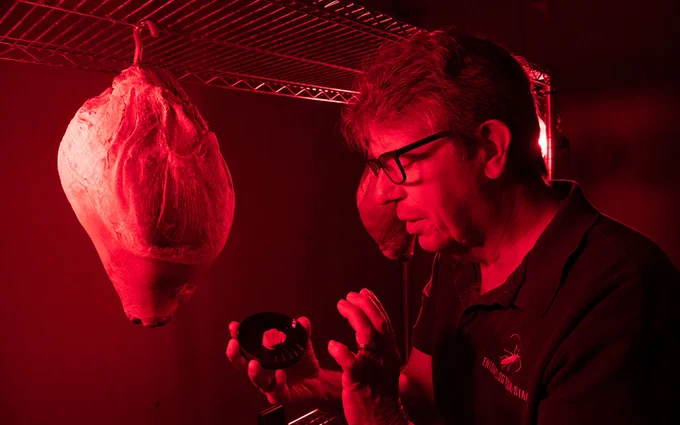 A person examines a ham under red lighting at in a laboratory setting.