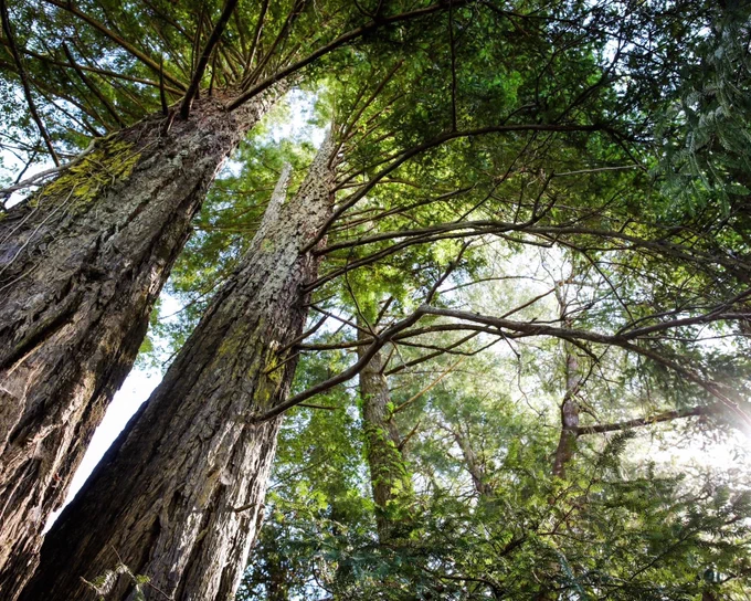 Upward view of trees with green foliage, sunlight filtering through the sky overhead.