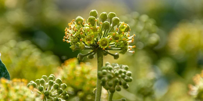 Ivy flowers