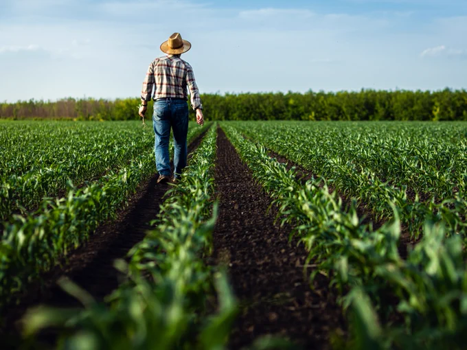 man walking through corn field