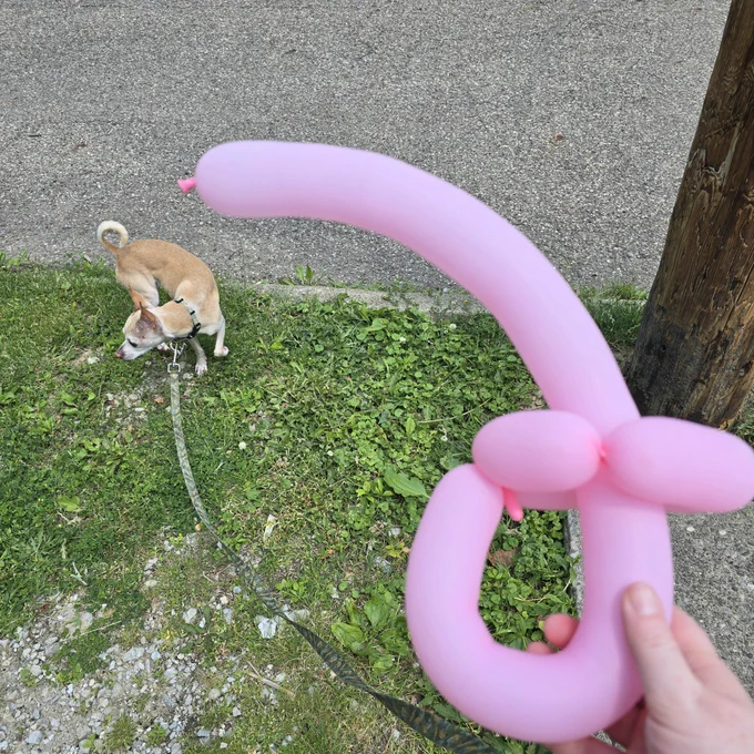 A photo. In the background, a yellow deer head chihuahua is sniffing out a good place to pee amongst grass and gravel. In the foreground, a Caucasian hand holds a curved pink balloon sword that doesn't NOT look phallic.