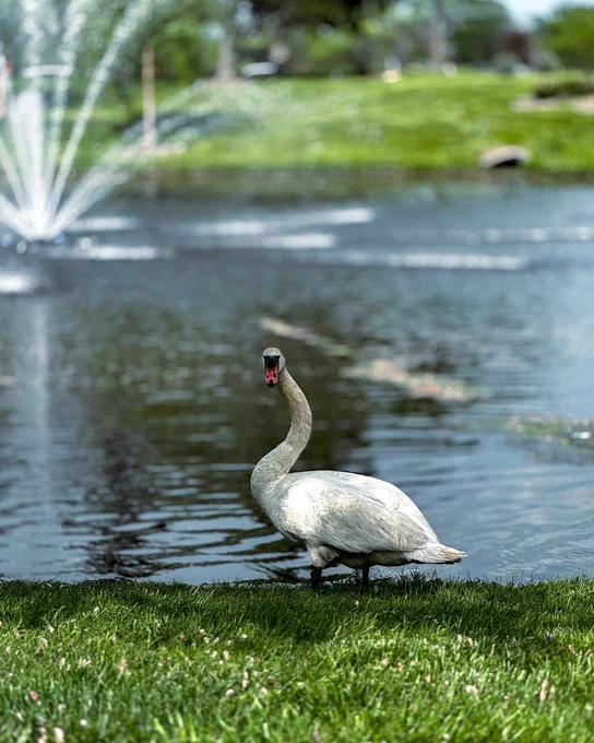 A swan looks at the camera by lake Janse