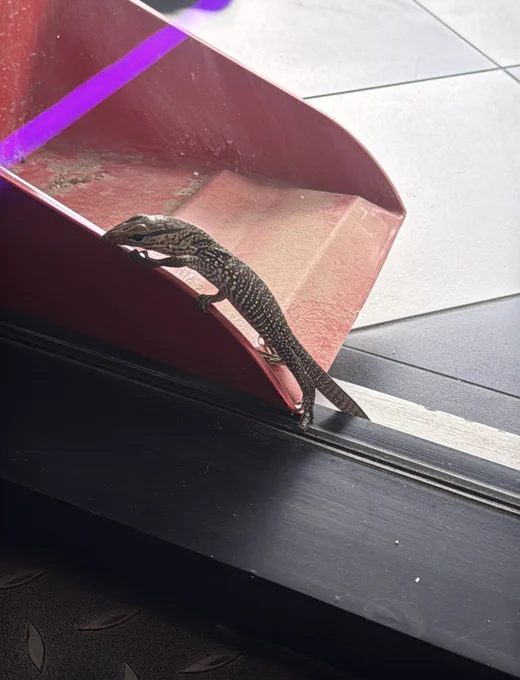 The cute baby 🐾is trying hard to come in again 😂