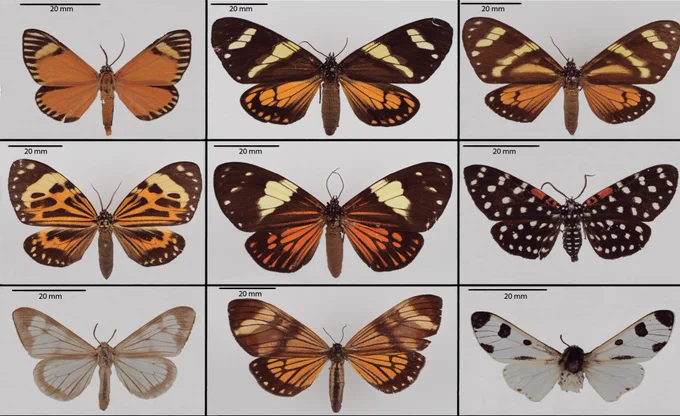 A grid of nine butterfly specimens, each displayed with wings spread against a neutral background. The butterflies exhibit a wide variety of wing patterns and colors, including orange with black stripes, dark brown with white and orange spots, and black with white and red markings. Each specimen is labeled with a 20 mm scale bar for size reference.