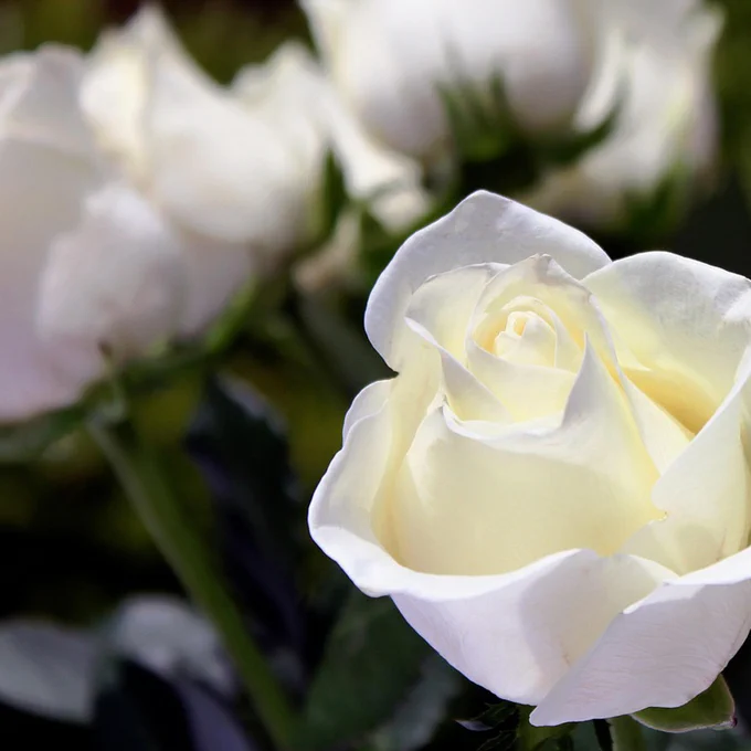 Image of white roses