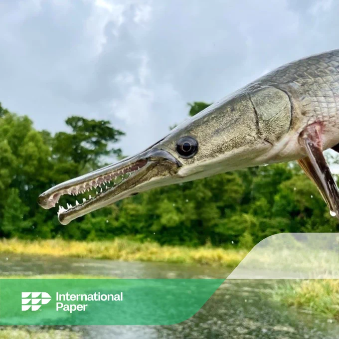 a close up of an alligator gar's face