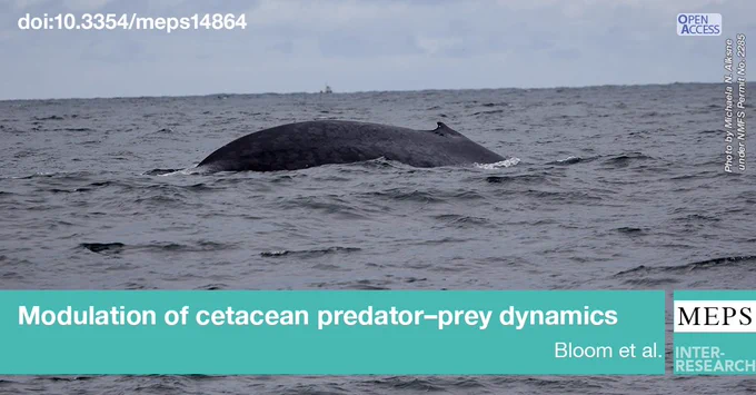 A surfaced  a blue whale Balaenoptera musculus