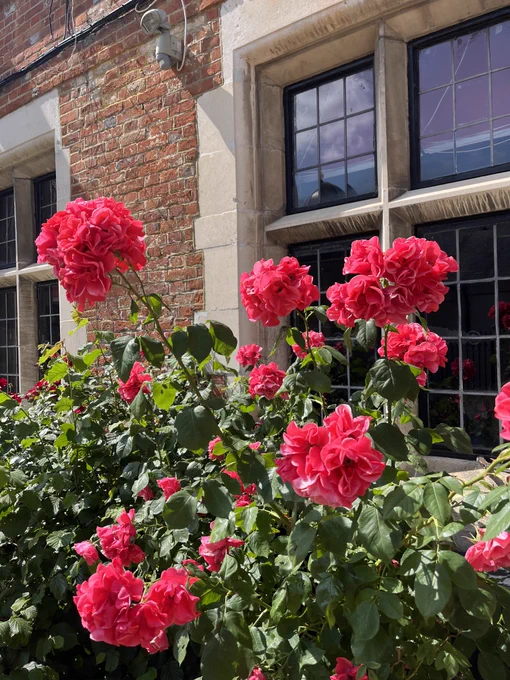 Photograph of roses in the courtyard of Farnham Library. 