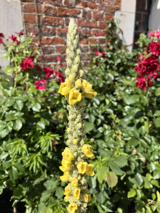 Photograph of flowers in the courtyard of Farnham Library. 
