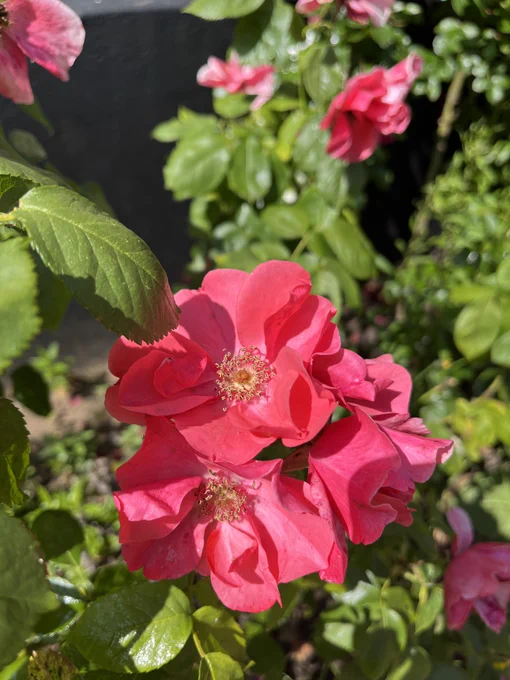 Photograph of roses in the courtyard of Farnham Library. 