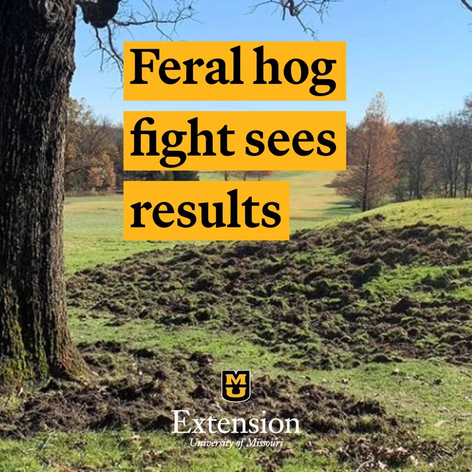 Rooting damage from feral hogs at a golf course in Viburnum, Mo. Test says, "Feral hog fight sees results."