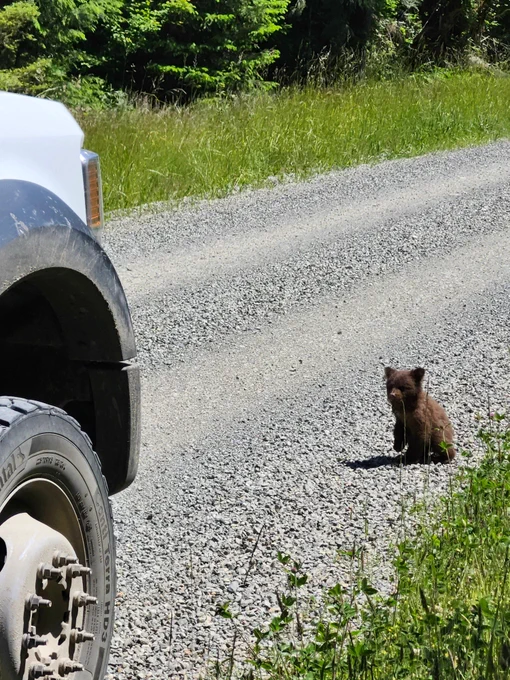 A tiny brown bear cub sits on the side of a gravel road, facing the camera. It has one paw slightly raised off of the ground.
