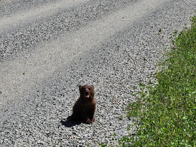A tiny brown bear cub sits on the side of a gravel road, calling out towards the camera.