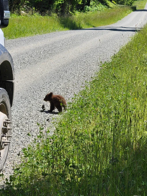 A tiny brown bear cub walks out of tall green grass onto the side of a gravel road. The wheel of a pickup truck towers over it, for scale.