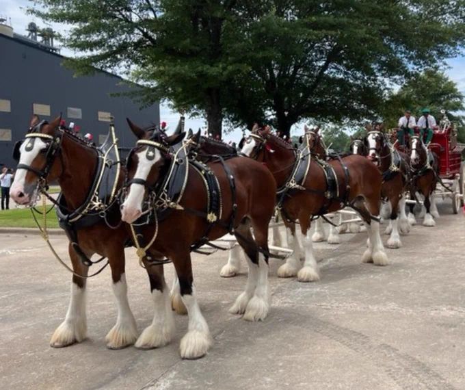 Anheuser-Busch Clydesdales