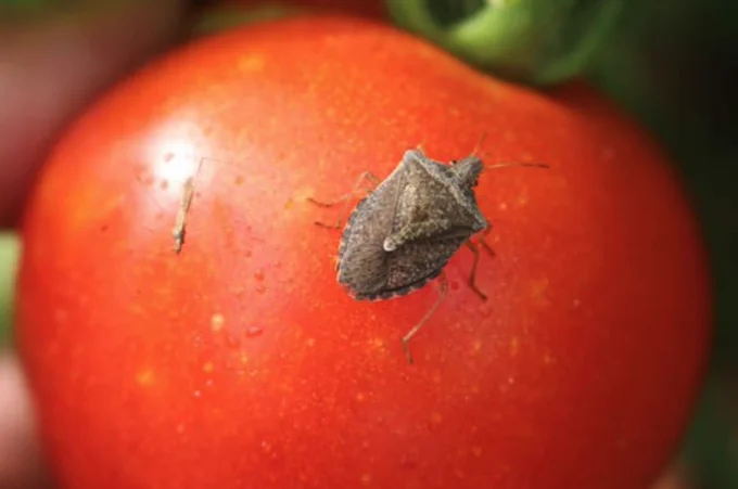 Brown stink bug adult (Photo: Raymond Cloyd).