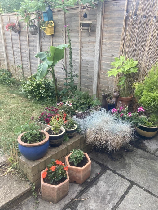Flowers and plants in a garden