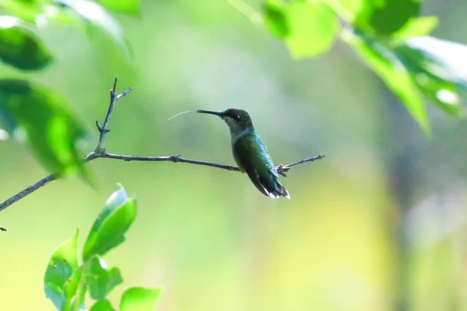 A small green hummingbird sits perched on a branch. The hummingbird's long pointy white tongue is stuck out.