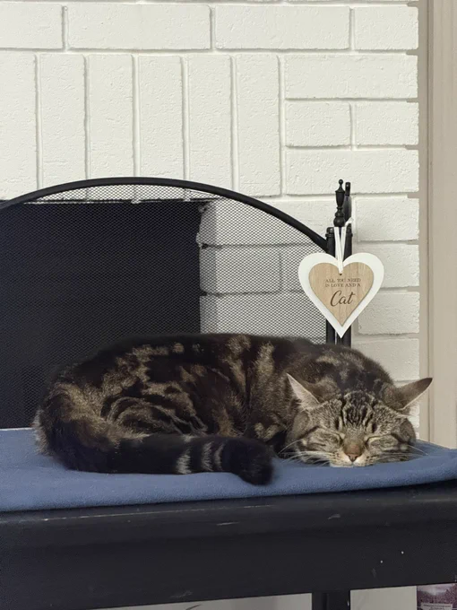 A split pelt tabby cat sleeping on a blue folded blanket behind her a heart shaped sign reads All you need is love and a cat