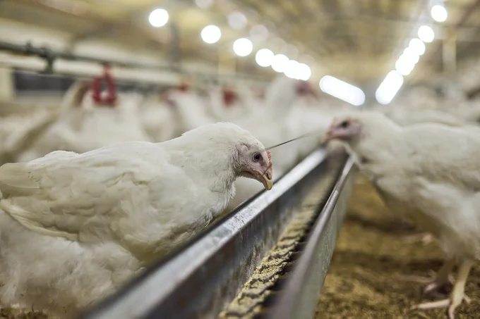 White meat chickens feeding from a long trough in a well lit poultry barn.