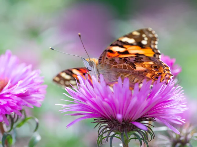 Painted Lady butterfly feeding on bright pink flowers