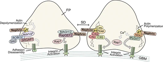 Mechanisms of nephrin–focal adhesion cross-talk.