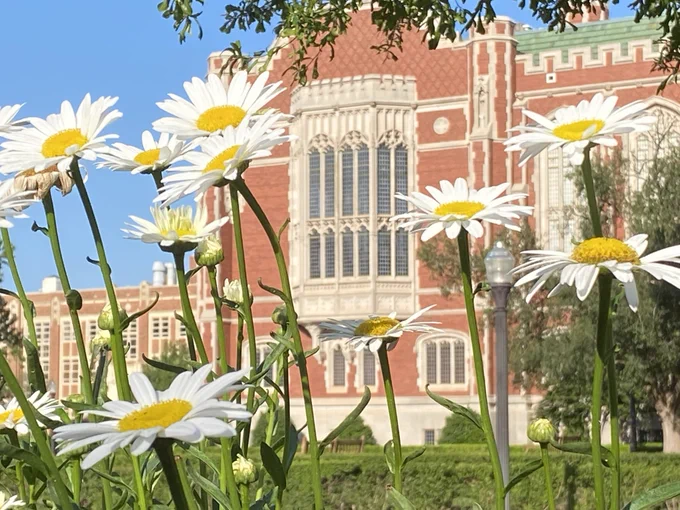 Photo of field of daises. Windows of Great Reading Room of Bizzell Memorial Library on the University of Oklahoma campus are visible in the background under blue skies.