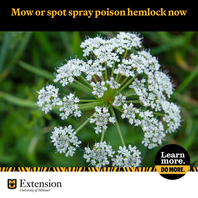 Close up of poison hemlock growing in a field. Text says "Mow or spot spray poison hemlock now." 