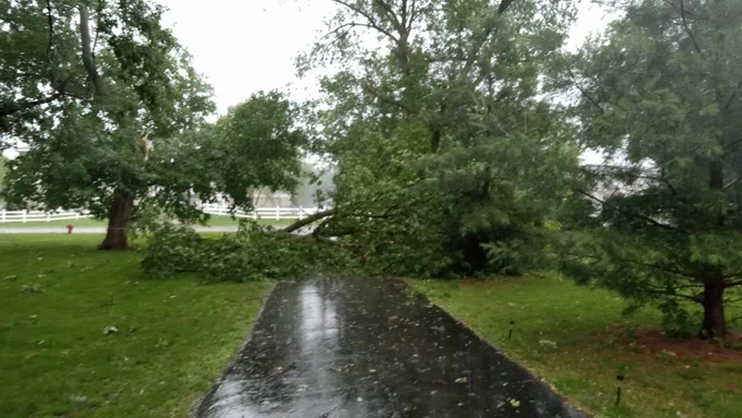 Large fallen tree limb lays across a driveway in Waite Park, MN as result of thunderstorm that moved through area.  Tree fell at 1:00 PM Central Time on 16 June 2025.